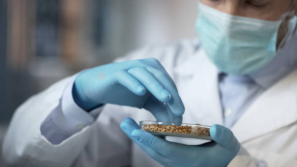 trabajador de laboratorio de alimentos cuidadosamente comprobar calidad de la cosecha de cereales para la exportación - alimento genéticamente modificado fotografías e imágenes de stock