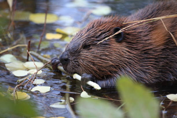 istock North American Beaver (Castor canadensis) eating  Alaska 950596818