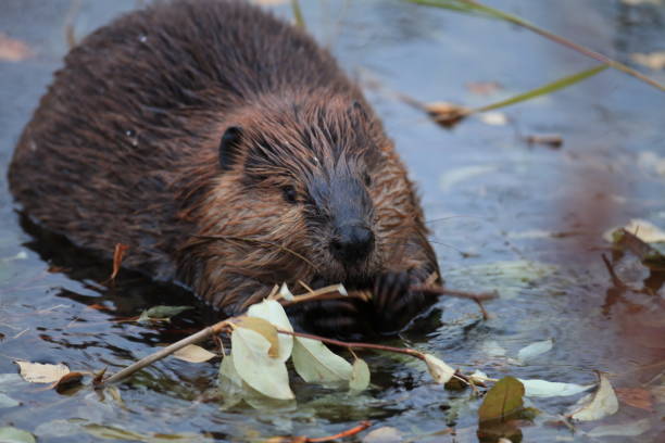 istock North American Beaver (Castor canadensis) eating  Alaska 950597082