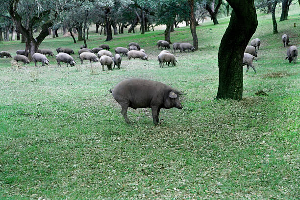 istock herd of iberian pigs 95059711