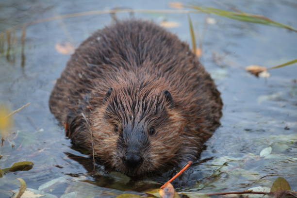 istock North American Beaver (Castor canadensis) eating  Alaska 950597302