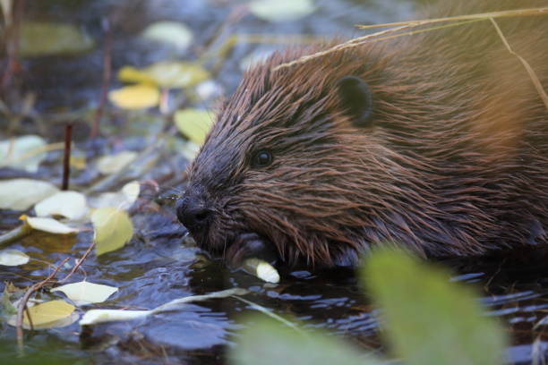 istock North American Beaver (Castor canadensis) eating  Alaska 950597310