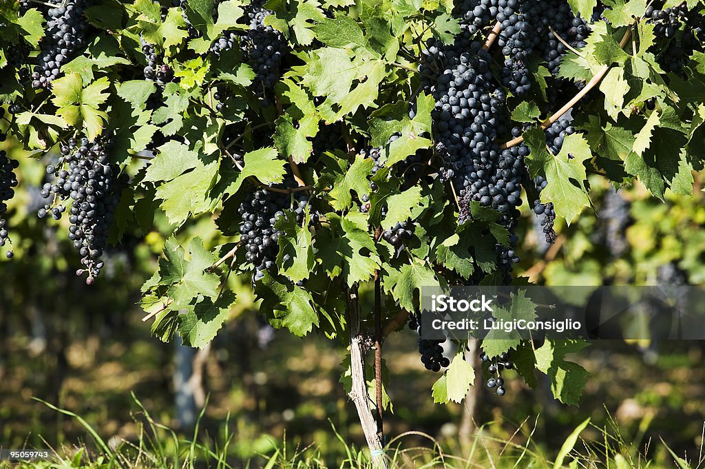 bunches de uvas - Foto de stock de Agricultura libre de derechos