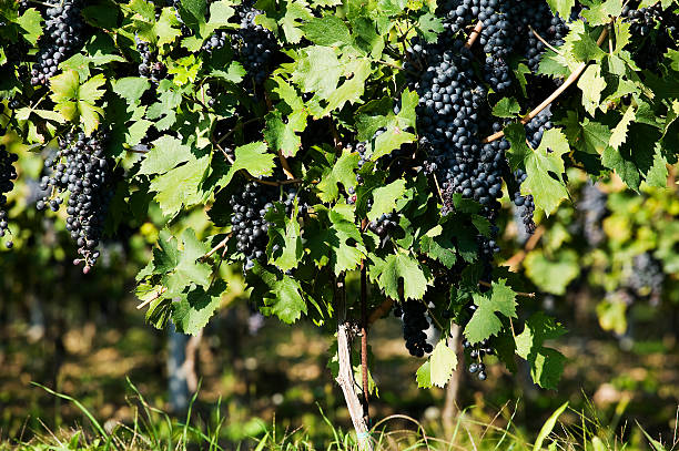Ripe white grapes growing on vineyards in Campania, South of Italy used for making white wine close up