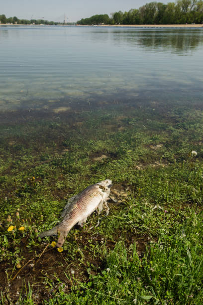 istock Water pollution - dead fish body decomposing in shallow water 950597912