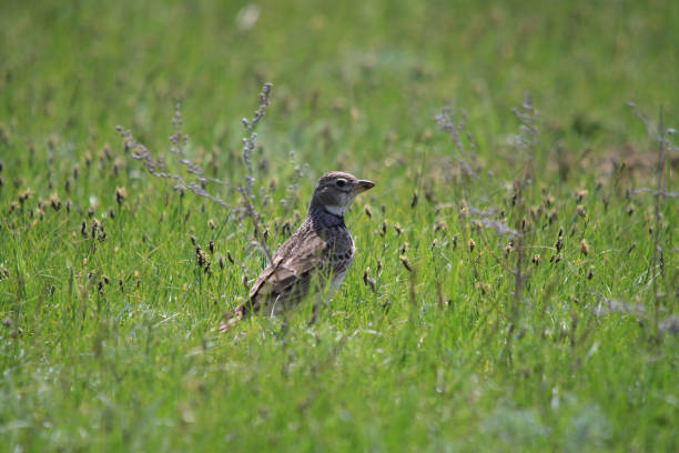 istock small brown field bird sit in the green grass 950597984