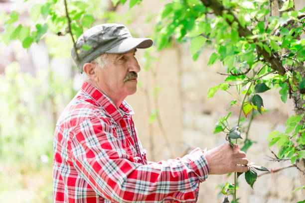 istock Senior Agriculturist 950599134