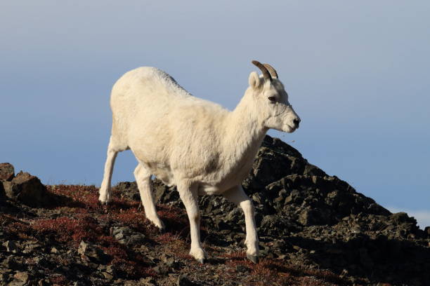 istock Dall's sheep ewe (Ovis dalli) Denali National Park, Alaska, USA 950599246