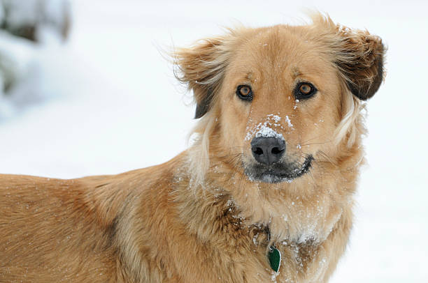 Cão na neve - fotografia de stock