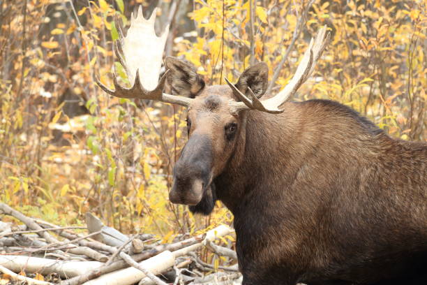 toro alce, yucon , canada - alce maschio foto e immagini stock