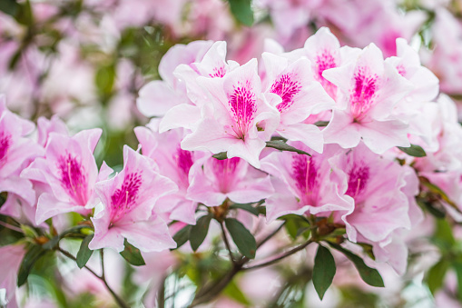 Close up the Pink azaleas in the park