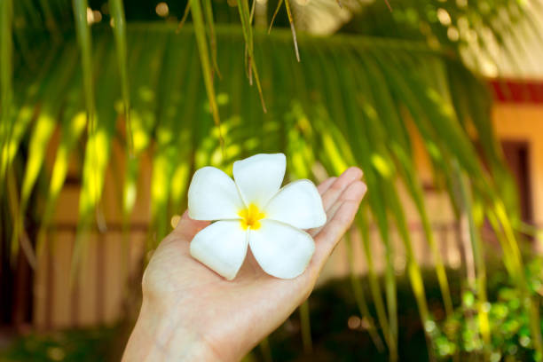 Frangipani flower in a woman's hand