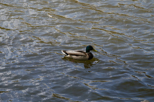 wild ducks, beautiful drake on the lake in the park, on a warm spring day