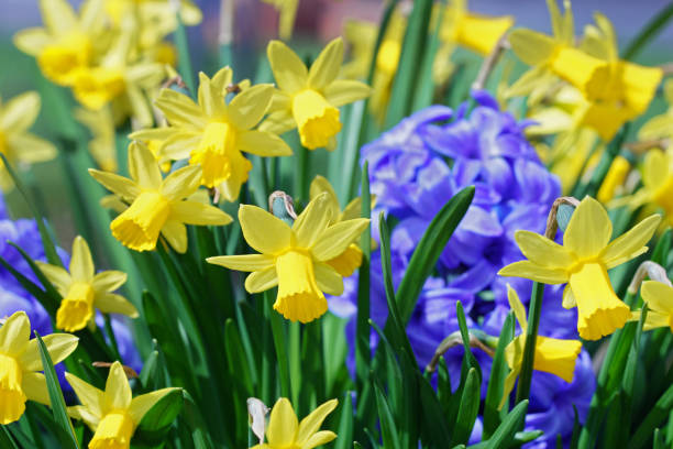 нарцисс и гиацинты - close up flower high contrast spring стоковые фото и изображения