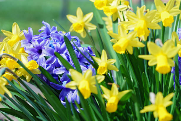 Narcissus, mini narcissus and hyacinths, Germany, Eifel.Please see more similar pictures of my portfolio. Thank you!