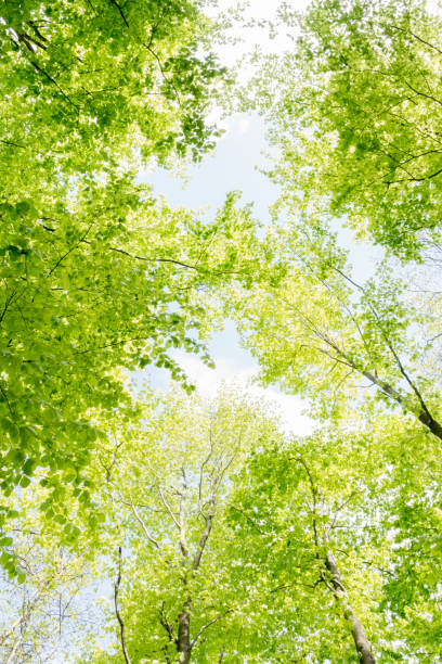 istock Beautiful forest scene, bottom view of tall trees in national park 950607902
