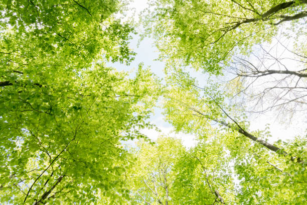 istock Beautiful forest scene, bottom view of tall trees in national park 950607932