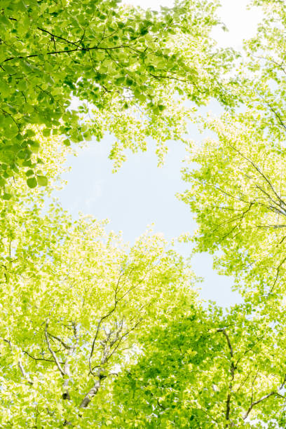 istock Beautiful forest scene, bottom view of tall trees in national park 950607940