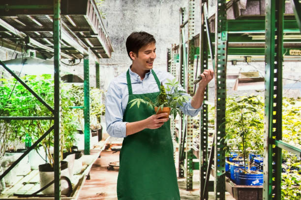 istock Man showing off the products from his marijuana business 950608050
