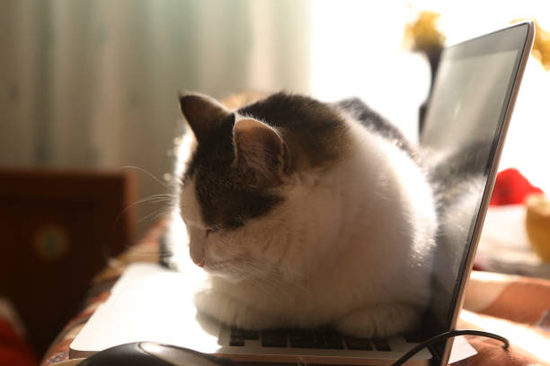 Side view of a fluffy tabby cat with green eyes resting calmly indoors, captured in a soft focus close-up.