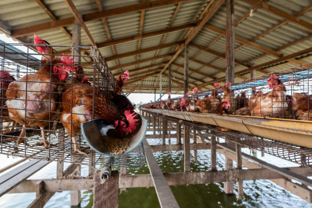 istock Chicken farm located on the river. 950609064