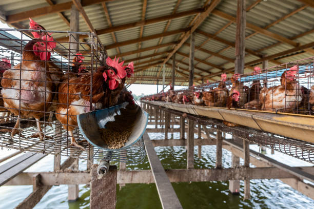 istock Chicken farm located on the river. 950609066