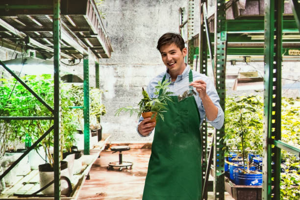 istock Man showing off the products from his marijuana business 950609896