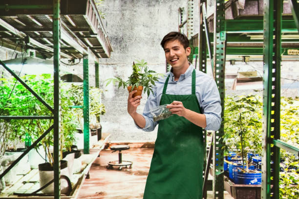 istock Man showing off the products from his marijuana business 950609900