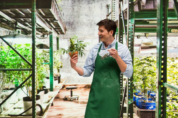 istock Man showing off the products from his marijuana business 950609938