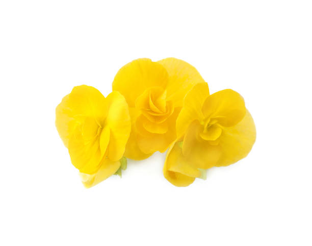 Yellow begonia flower blossom colseup isolated on white background stock photo