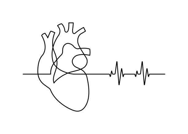 line30 Continuous line drawing of heart with heartbeat on white background. Vector illustration human heart stock illustrations