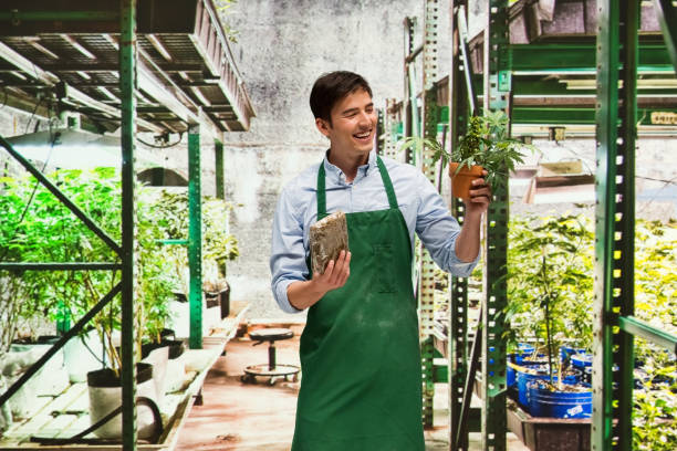 istock Man showing off the products from his marijuana business 950614896
