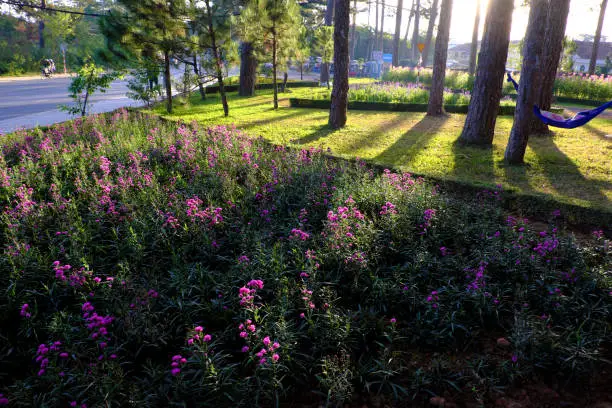 Scene of nature at Da Lat city in morning, violet daisy flower bloom, shade of pine tree on grass in park, golden light make beautiful landscape of flower city, place for ecotourism at Vietnam