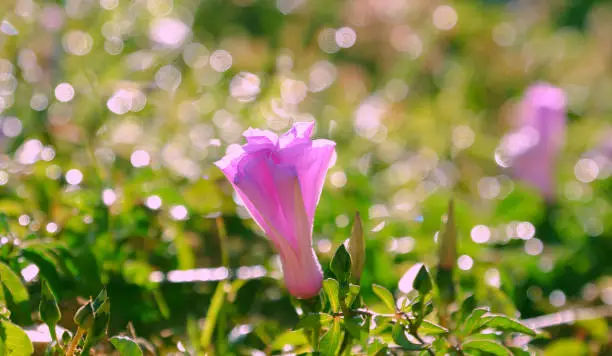 Nice violet morning glory flower bloom in spring morning at Da Lat city, Vietnam, a kind of liana  wild flowers in nature