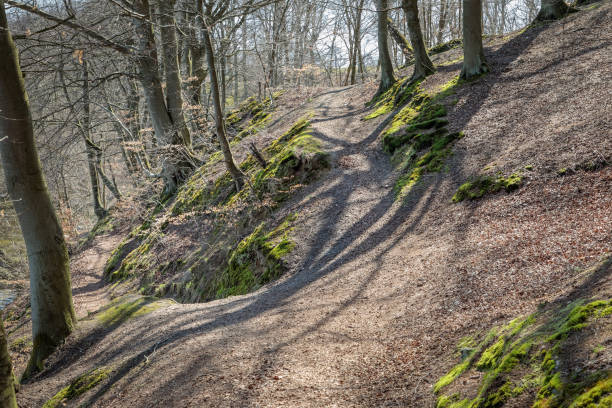 istock Open forest with moutain bike track 950615298