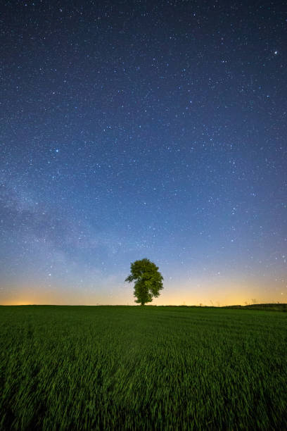 istock Milky Way rising at lonely tree rural scene 950615612