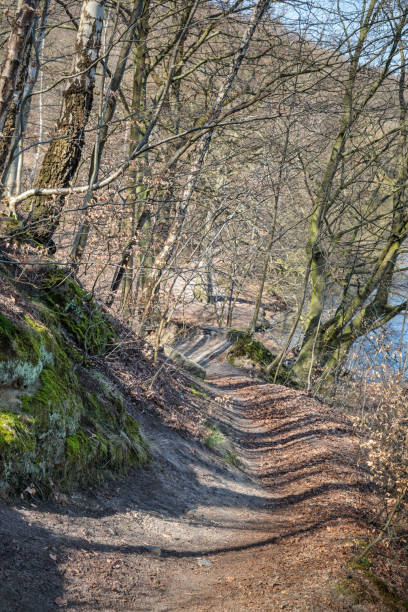 istock Open forest with moutain bike track 950615948