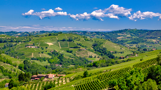 Vineyards in the Langhe, a hilly area mostly based on vine cultivation and well known for the production of Barolo wine. Piedmont, Italy