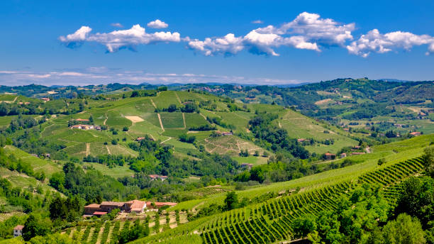 winnice w langhe, pagórkowaty obszar oparty głównie na uprawie winorośli i znany z produkcji wina barolo. piemont, włochy - spring organization nature field zdjęcia i obrazy z banku zdjęć