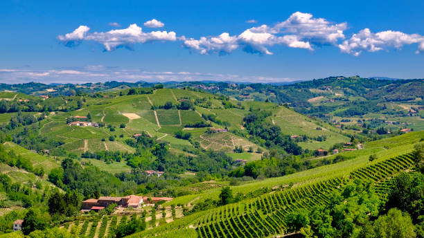 vinhas de langhe, uma área montanhosa principalmente com base na viticultura e conhecida para a produção de vinho barolo. piemonte, itália - spring organization nature field - fotografias e filmes do acervo