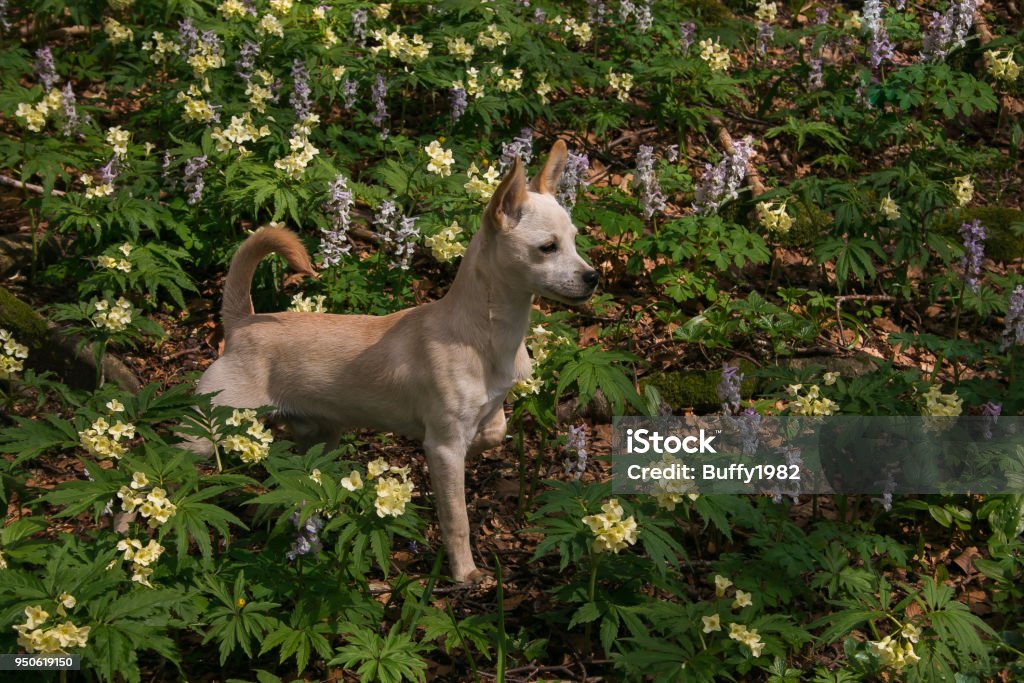 Retrato De Hermoso Perrito Blanco Sobre Las Flores Silvestres De La Montaña  Foto de stock y más banco de imágenes de Amistad - iStock