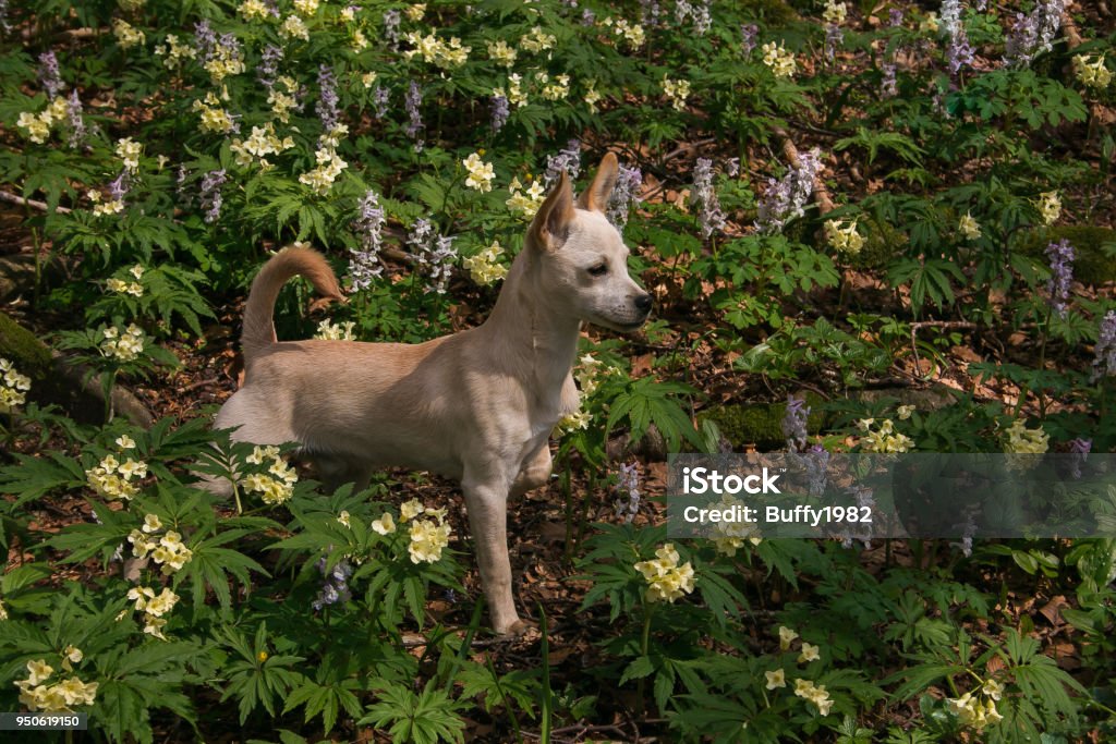 Retrato De Hermoso Perrito Blanco Sobre Las Flores Silvestres De La Montaña Foto de stock y más banco de imágenes de Amistad - iStock Retrato De Hermoso Perrito Blanco Sobre Las Flores Silvestres De La Montaña Foto de stock y más banco de imágenes de Amistad - iStock