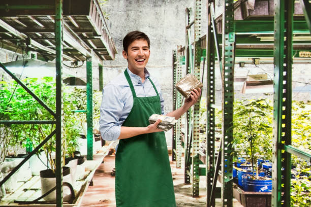 istock Man showing how profitable the marijuana business is 950619252