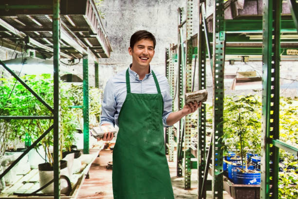 istock Man showing how profitable the marijuana business is 950619530