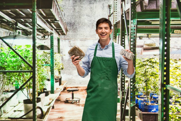istock Man showing how profitable the marijuana business is 950621930