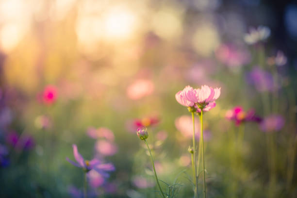 istock Cosmos flowers vintage 950622374