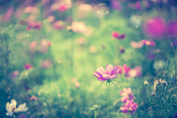 istock Cosmos flowers vintage 950622398