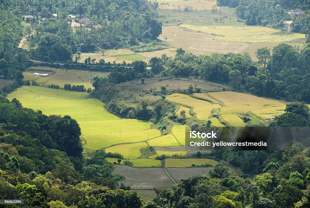 Green fertile valley with fields and woods A valley in the Coorg (India) mountains Agricultural Field Stock Photo