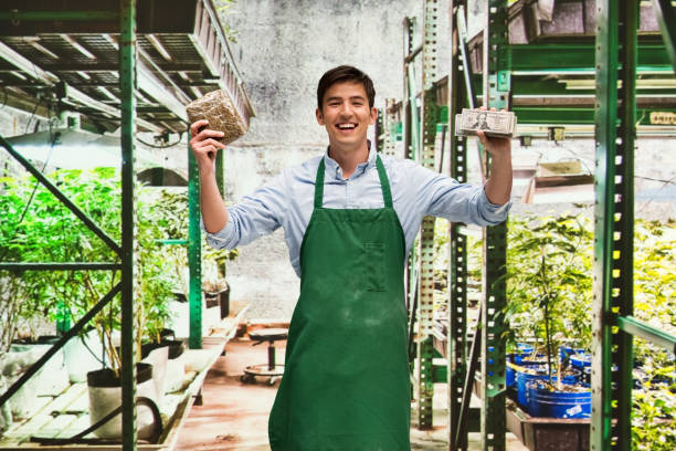 istock Man showing how profitable the marijuana business is 950623538