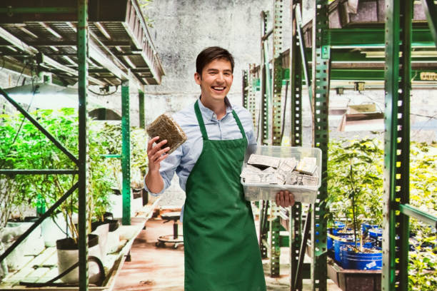 istock Man showing how profitable the marijuana business is 950623996